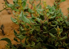 Tetragonia pillansii