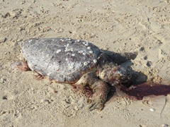 Caretta caretta