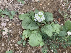 Diplotaxis erucoides