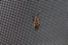 Physopelta gutta gutta