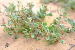 Tetragonia pillansii