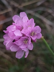 Armeria maritima elongata