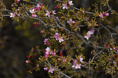 Boronia inornata