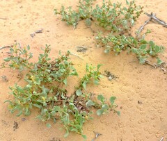 Tetragonia pillansii