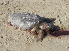 Caretta caretta