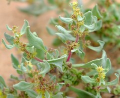 Tetragonia pillansii