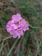 Armeria maritima elongata