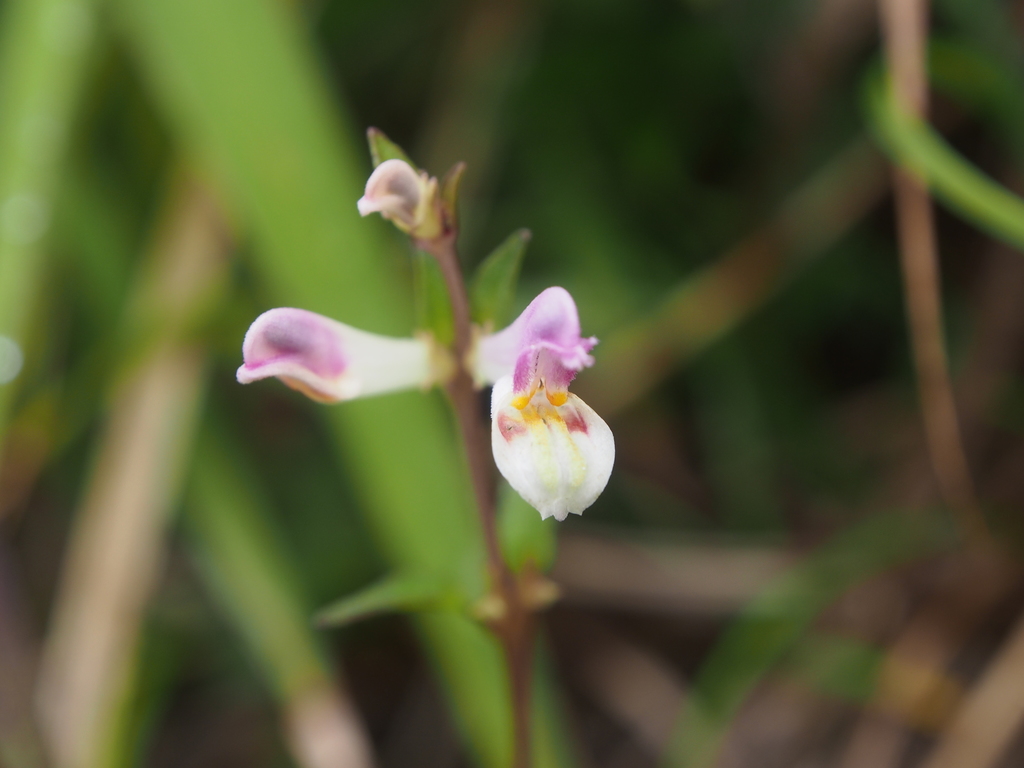 Melampyrum laxum
