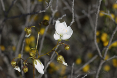 Drosera macrantha