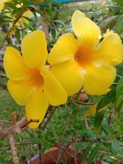 Allamanda