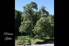Nothofagus obliqua