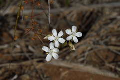 Drosera macrantha
