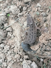 Pachydactylus maculatus