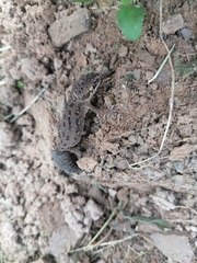 Pachydactylus maculatus