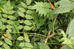Aralia decaisneana