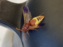Rhynchium oculatum