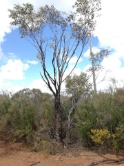 Eucalyptus occidentalis