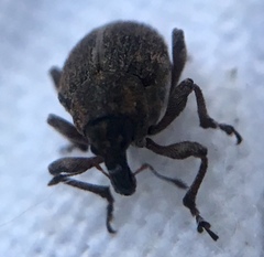 Rhinoncus inconspectus