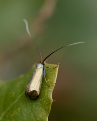 Adela reaumurella