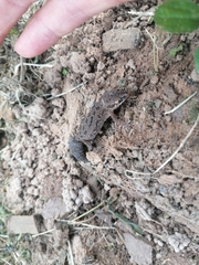 Pachydactylus maculatus