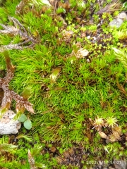 Didymodon
