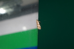 Acrobasis rubrizonella