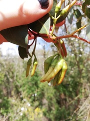 Eucalyptus occidentalis
