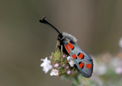 Zygaena rhadamanthus