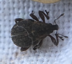 Rhinoncus inconspectus