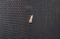 Acrobasis rubrizonella