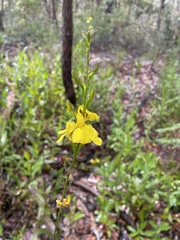 Goodenia decurrens
