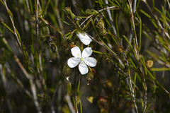 Drosera macrantha