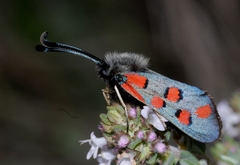 Zygaena rhadamanthus