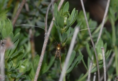 Adela australis
