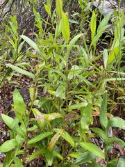 Goodenia decurrens