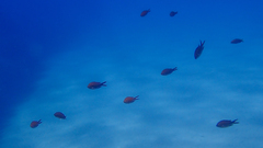 Chromis chromis