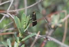 Adela australis