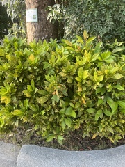 Codiaeum variegatum pictum