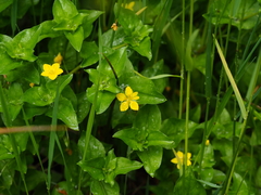 Lysimachia nemorum