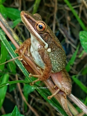 Chalcorana chalconota
