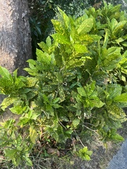 Codiaeum variegatum pictum