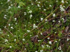 Galium palustre