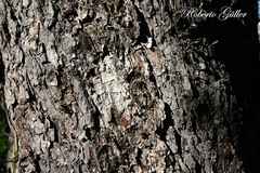 Nothofagus obliqua