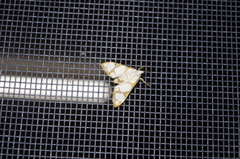 Cirrhochrista kosemponialis