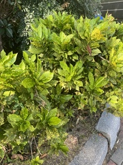 Codiaeum variegatum pictum