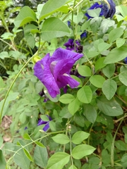 Clitoria ternatea