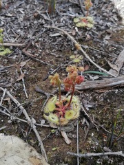 Drosera glanduligera