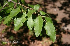 Nothofagus obliqua
