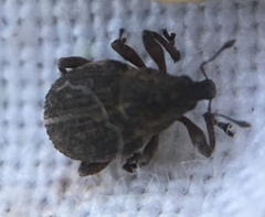 Rhinoncus inconspectus