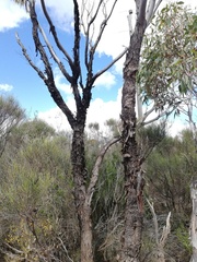 Eucalyptus occidentalis